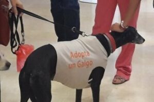 Las protectoras y centros de acogida de la provincia están al 100% de su capacidad