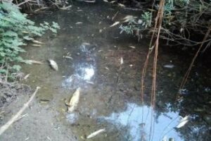 Muerte de centenares de peces" en el Río Pícaro por falta de caudal