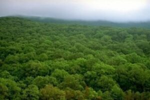 Agaden pide al gobierno que La Almoraima se declarada monte de utilidad pública