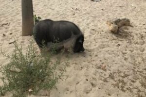 Interceptan un cerdo vietnamita en la playa de El Rinconcillo