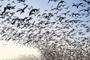 En septiembre en el sur del sur se mira al cielo