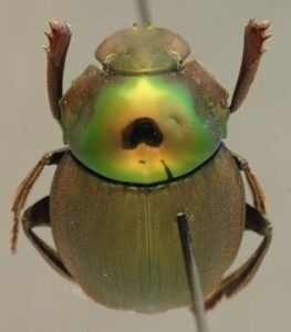 Peugeot llega al terreno animal: descubren un pez y un escarabajo bajo la desinencia Peugeoti