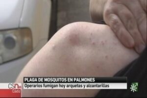 La plaga de mosquitos en Palmones llegará al Parlento Andaluz