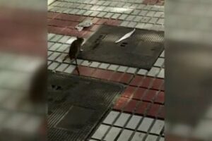 Las plagas de ratas en las barriadas llegan al Pleno de Algeciras