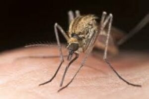 Confirman un caso de contagio del virus dengue en un adulto de la provincia de Cádiz