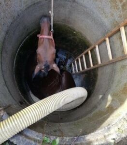 Rescatan un caballo al caer a un pozo gracias a la intervención de los bomberos