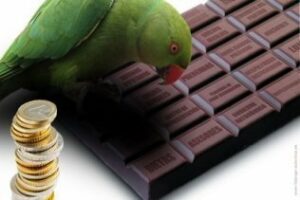 Subir solo el SMI un nuevo chocolate del loro.Por Rafael Fenoy