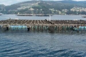 Piden los permisos para explotar el cultivo del mejillón en el Estrecho