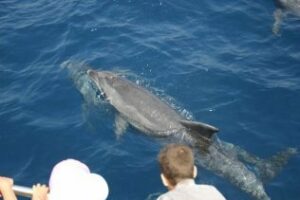 Más de 50.000 personas disfrutan de los cetaceos en Tarifa