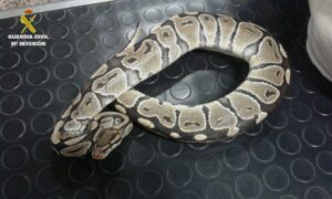 La Guardia Civil interviene dos serpientes pitón en el puerto de Algeciras