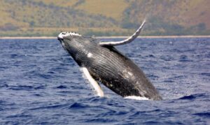 Las ballenas jorobadas llegan al Estrecho para alimentarse