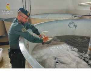 La Guardia Civil interviene 85 kilogramos de angulas vivas y detiene a dos personas en Palmones