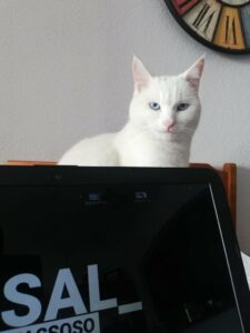 La Plataforma por las Colonias Felinas del Campo de Gibraltar pide un tenencia responsable