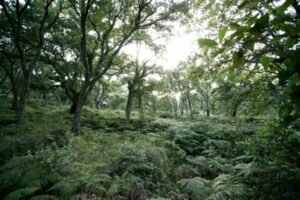 El Gobierno dice "toma nota" sobre la petición de Verdemar para que retire el recurso de La Almoraima