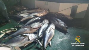 Intervenidos 760 kilos de atún rojo pescados de manera ilegal en el Campo de Gibraltar