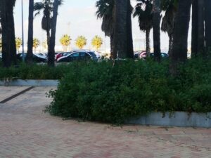 La Voz de Algeciras solicita la limpieza de la maleza del oasis del Paseo Marítimo