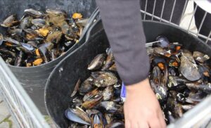 San José Artesano vuelve a celebrar con éxito su Mejillonada Popular Carnavalesca