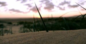 ¿Has visto más atardeceres que este matojo?