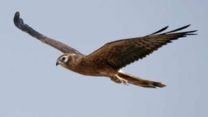 Aguiluchos marcados en España cruzarán el Mediterráneo de vuelta a Europa