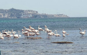 LA IMAGEN DEL DÍA: Una bandada de flamencos en Algeciras