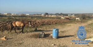 Guardaba más de una docena de caballos sin comida ni agua y rodeados de heces