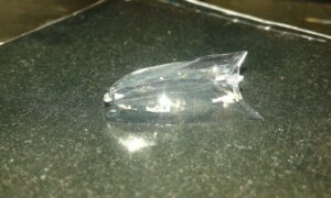 Registran en Algeciras la primera aparición masiva en tierra de uno de los organismos marinos más largos