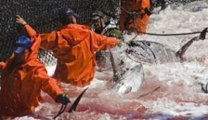 La almadraba del Estrecho. Por Ángel Luis Jiménez