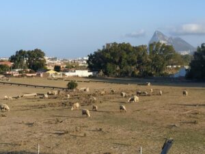 Alternativa Republicana de Algeciras: En el siglo XXI la religión no debería ser excusa para el  maltrato de animales