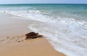 Liberadas en Bolonia dos tortugas boba recuperadas en el Centro de Gestión Marino de Algeciras