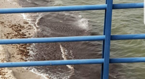 Verdemar alerta de un vertido de gasoil "de importantes dimensiones" en la Bahía de Algeciras