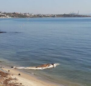 El puerto de Algeciras se encarga de la retirada de la ballena varada en la costa de Getares