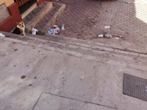 El PSOE pide al Ayuntamiento que intervenga ante una plaga de garrapatas en La Bajadilla