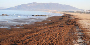 Expertos abogan por la investigación para combatir las algas invasoras en Andalucía