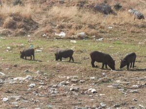 El PSOE pide al Ayuntamiento que intervenga ante la proliferación de cerdos vietnamitas