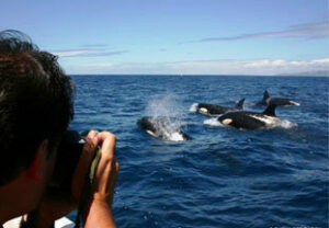 Ecologistas denuncian que maniobras militares navales amenazan a los cetáceos en el Estrecho