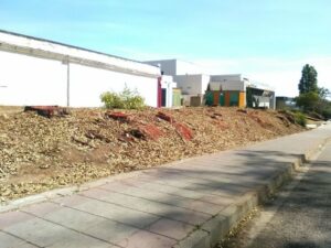 Denuncian la tala de árboles por parte del Ayuntamiento en el entorno del cementerio viejo