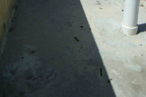 La Policía Local vigilará a partir de mañana que los dueños de perros recojan sus excrementos