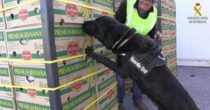Hallan en Galicia 663 kilos de cocaína en un barco que había hecho trasbordo en Algeciras