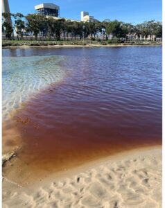 Verdemar denuncia "un color sospechoso" en el rio Guadarranque desde hace días
