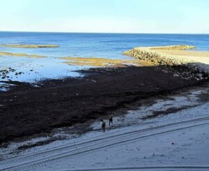 Advierten de la invasión del alga asiática en Algeciras y Tarifa con arribazones de un metro de altura