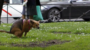 Ayuntamiento y Colegio Veterinarios oficializan la gestión del Registro Municipal de Animales de Compañía