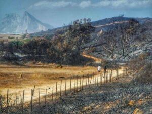 Ecologistas recurrirá el PGOU de La Línea "si recalifica suelos forestales incendiados"