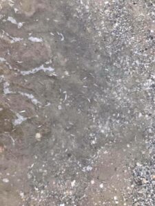 Vecinos de El Rinconcillo denuncian la aparición de peces muertos en la orilla de la playa