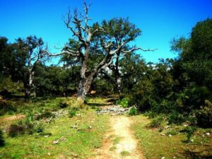 El Ministerio de Transición Ecológica no recurrirá el fallo del TSJA sobre La Almoraima