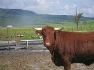 Junta valora la ampliación del periodo de vacunación frente a la lengua azul en la comarca
