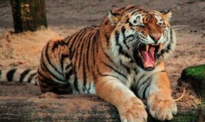 Un tigre da positivo por coronavirus