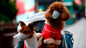 Dos perros, un gato y una tigresa: Saltos del nuevo coronavirus a los animales