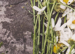 ¿Cómo solicitar un certificado de defunción en Sevilla?