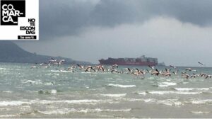 Flamencos en la Bahía de Algeciras: "El confinamiento está dando un respiro al planeta"