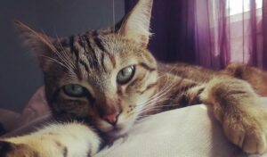 Barroso presenta a la Asociación Felina el nuevo contrato para el control de las colonias de gatos